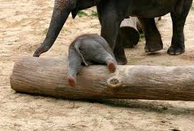 Gajah merupakan hewan yang mudah baper atau mempunyai perasaan yang tinggi. 55 Gambar Anak Gajah Yang Lucu Terbaik Gambar Pixabay