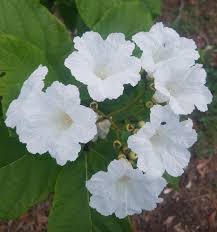Image result for Cordia sp.A.