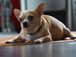 Can cause fluid retention in the abdomen (ascities) and swelling of legs. How To Treat Ascites In Dogs