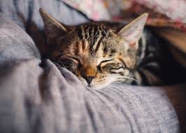 The color of the skin in your cat's mouth and on his gums tells an important story. How To Tell If Your Cat Is Dying