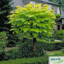It's more than 40 feet tall now. Catalpa Bignonioides Aurea Golden Indian Bean Tree Von Bruns Pflanzen