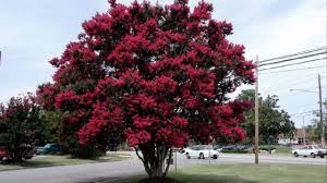 The crepe myrtle originated from asia but has naturalized in the southeastern u.s. Black Diamond Crape Myrtle Myrtle Tree Crape Myrtle Flowering Trees