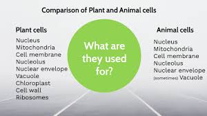 Maybe you would like to learn more about one of these? Differences Between Plant And Animal Cells By Cody Lallemand