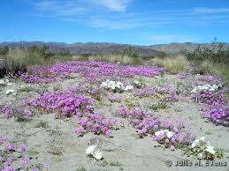 Image result for Dicoma arenaria