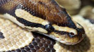 Weitere ideen zu schlange, tigerpython, python. Steckbrief Pythons Wissen Swr Kindernetz