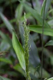 Image result for Orthoclada