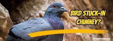 Jim Chim In Ey Dorset Chimney Sweep Bournemouth Poole 10 Steps To Removing A Live Bird Stuck In Your Chimney