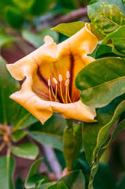 Image result for Solandra maxima