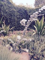E Rhodantha Banksia Blechnifolia University Of Melbourne Australian Garden Waterwise Garden Dream Garden
