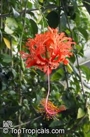 The chinese lantern hibiscus (goethea strictiflora) is an evergreen shrub native to brazil. Hibiscus Schizopetalus Coral Hibiscus Skeleton Hibiscus Chinese Lantern Japanese Lantern Fringed Hibiscus Toptropicals Com