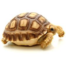 Image result for Grewia sulcata