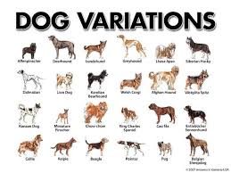 Dog Variations Dog Breeds Chart Small Dog Breeds Chart
