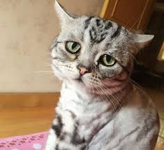 60 faze comice cu animale dragute 2019. Poze Blog Poze Hazlii Cu Pisici