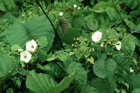 Image result for Merremia