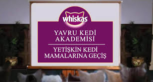 Yavru Kedilerin Yetiskin Mamasina Gecisi