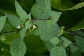 Image result for Cissus petiolata