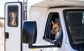 The following tips and tricks will help you have a successful road trip. A Guide To Traveling With Your Pet Rv Lifestyle Cruise America