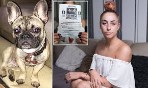 French bulldog at las vegas strip street. Dognappers Break Into Owner S Home To Steal Her 2 500 Therapy Dog Winston Daily Mail Online