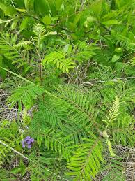 Image result for Acacia afra
