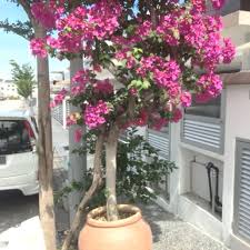 Read 1.pokok bunga kertas itu from the story gangguan atau khayalan? Pokok Bunga Kertas Besar Home Furniture Gardening On Carousell
