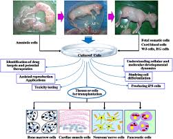Maybe you would like to learn more about one of these? Fetal Stem Cells In Farm Animals Applications In Health And Production Springerlink