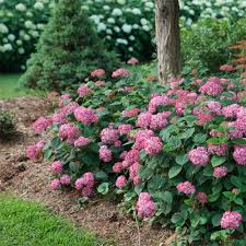 Image result for Hydrangea