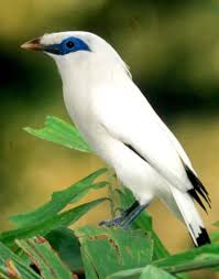 We did not find results for: Bali Bird Walk Cara Unik Dan Berbeda Menikmati Keindahan Alam Ubud Kintamani Id