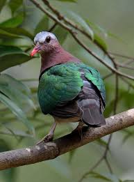 Emerald Dove Chalcophaps Indica Male Pet Birds Beautiful Birds Pet Pigeon