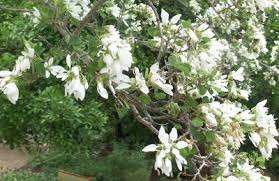 Trees in texas, this small. Mitzi Vansant S Plant List Central Texas Gardener