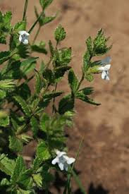 Image result for Stachys aculeolata