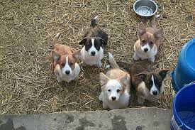 Merle can affect all coat colors. Why Is It A Dangerous Practice Blue Merle Pembroke Welsh Corgis