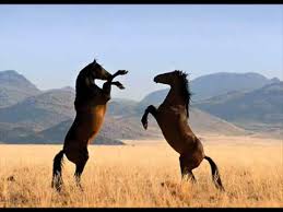 Cover Versions Of Wild Horses By The Flying Burrito Brothers Secondhandsongs