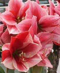 Amaryllis Gervase Royal Dutch Hybrid Single Amaryllis Amaryllis Flower Bulbs Index Amaryllis Flowers Amaryllis Plant Flora Flowers