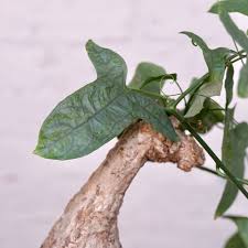 Image result for Adenia bequaertii