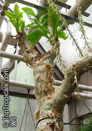 Image result for Cyphostemma congestum