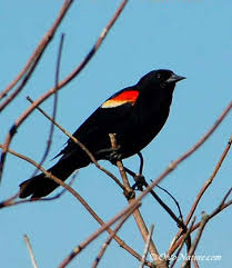 Black Bird With Red Spots On Neck Red Winged Blackbird Agelaius Phoeniceus North American Birds Online Guide Ohio Birds Black Bird Birds Online