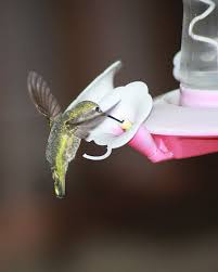 Praying mantis are amazing animals, really. Hang A Hummingbird Feeder