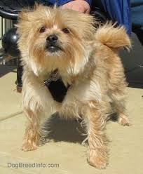 Dad is a purebred pomeranian who weighs 7lbs. Yoranian Dog Breed Information And Pictures