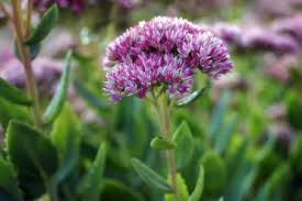 Flowers close at night, reopen in morning. 20 Gorgeous Purple Perennials Photos Garden Lovers Club