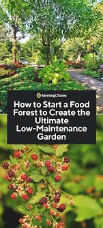 How To Start A Food Forest The Ultimate Low Maintenance Garden In 2020 Low Maintenance Garden Food Forest Garden Food Forest