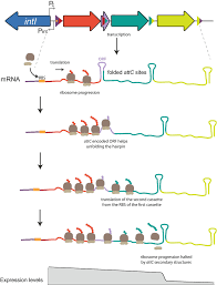 Integrons as Adaptive Devices
