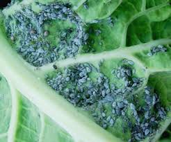 A rich organic soil and regular, steady water encourage the uninterrupted growth that makes fall garlic oil added to the mix kills insects more quickly, and also kills insect eggs. Knowledge Bank Garlic Formulations To Control Aphids In Cabbage