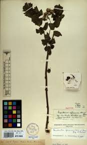 Image result for Stomatanthes