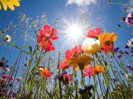 Free Wallpaper Desktop Wallpaper And Free Screensavers Spring Planter Wild Flowers Wall Art Prints