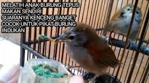 Check spelling or type a new query. Anak Tepus Pipi Perak Mp3 Storymusik