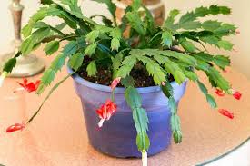 Propagating christmas cactus water vs soil with updates подробнее. The Best Method For Propagating Christmas Cactus From Cuttings Miss Chen Garden Manage Gfinger Is The Best Garden Manage App