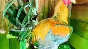 Dalam kancah sabung ayam indonesia, ayam peru / ayam peruvian dikenal sebagai ayam aduan taji pisau yang cukup berbahaya. Koleksi Ayam Sabung Pisau Youtube