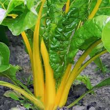 Canary Yellow Swiss Chard Swiss Chard Chard Garden Types