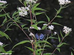 Choosing plants that attract beneficial. Some Great Plants For Attracting Butterflies In Central Nc