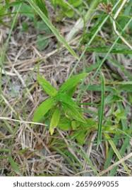 Image result for Spermacoce princeae